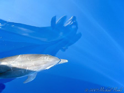 A Bigfoot (me) and a Dolphin in one picture. Canon IXUS 700 by Michael Henke 